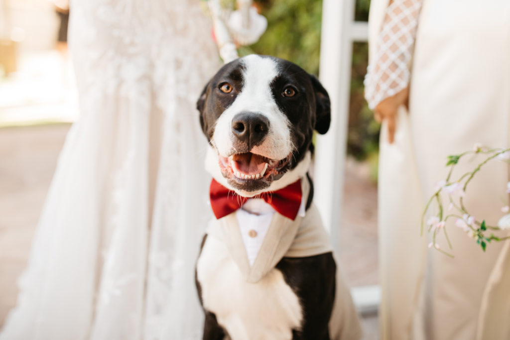 dogs and weddings